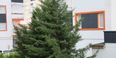 adananin-kuzey-ilcelerinde-kuvvetli-ruzgar-etkili-oldu-aQ8MXzWw.jpg