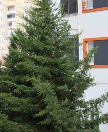 adananin-kuzey-ilcelerinde-kuvvetli-ruzgar-etkili-oldu-aQ8MXzWw.jpg