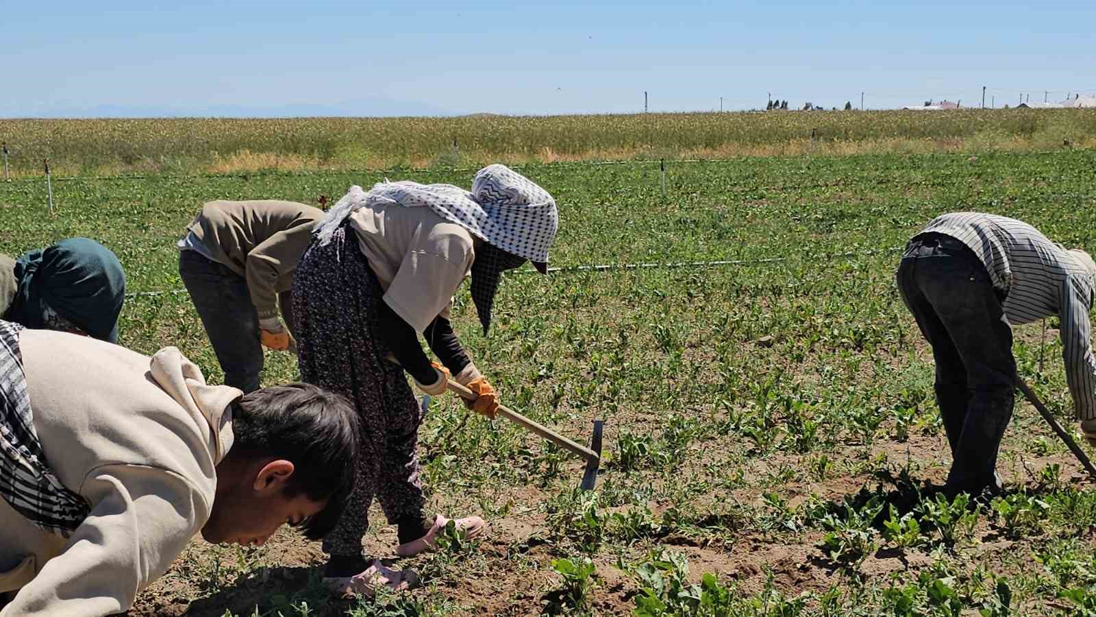 Adilcevaz’da kavurucu sıcakta ekmek parası mücadelesi 4 adilcevazda kavurucu sicakta ekmek parasi mucadelesi 0 eLyXTwNh