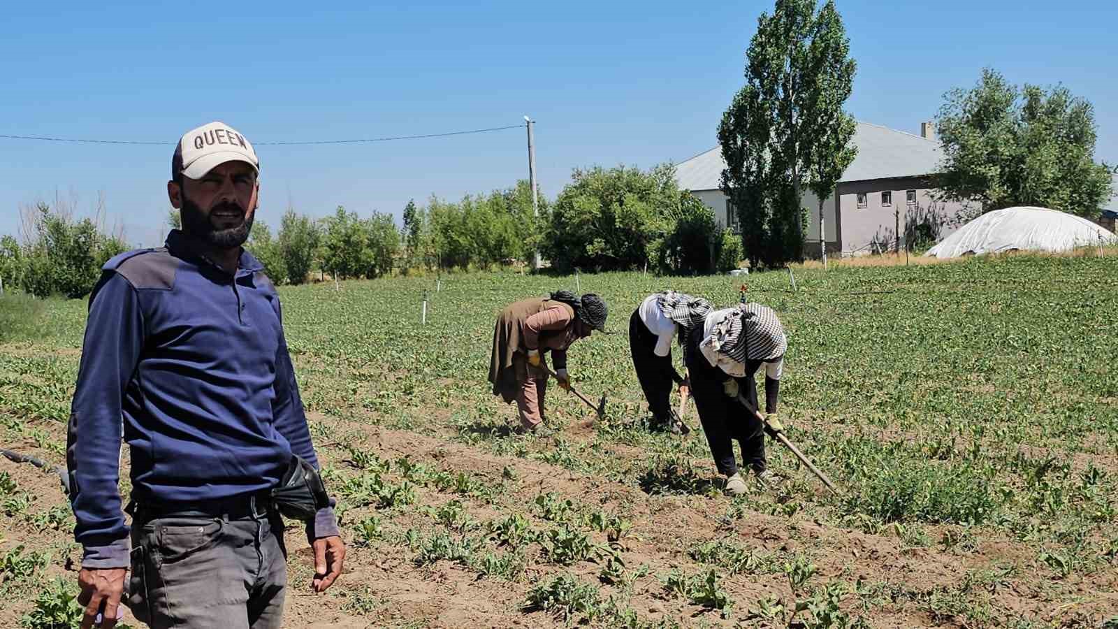 Adilcevaz’da kavurucu sıcakta ekmek parası mücadelesi 5 adilcevazda kavurucu sicakta ekmek parasi mucadelesi 1 KT4tJrzI