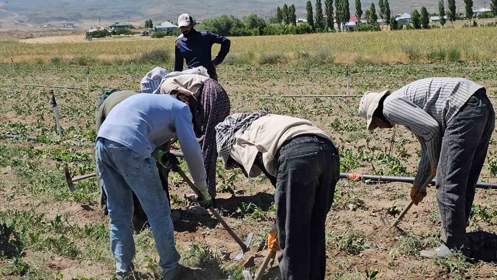 Adilcevaz’da kavurucu sıcakta ekmek parası mücadelesi 6 adilcevazda kavurucu sicakta ekmek parasi mucadelesi 2 eLr8XX2w