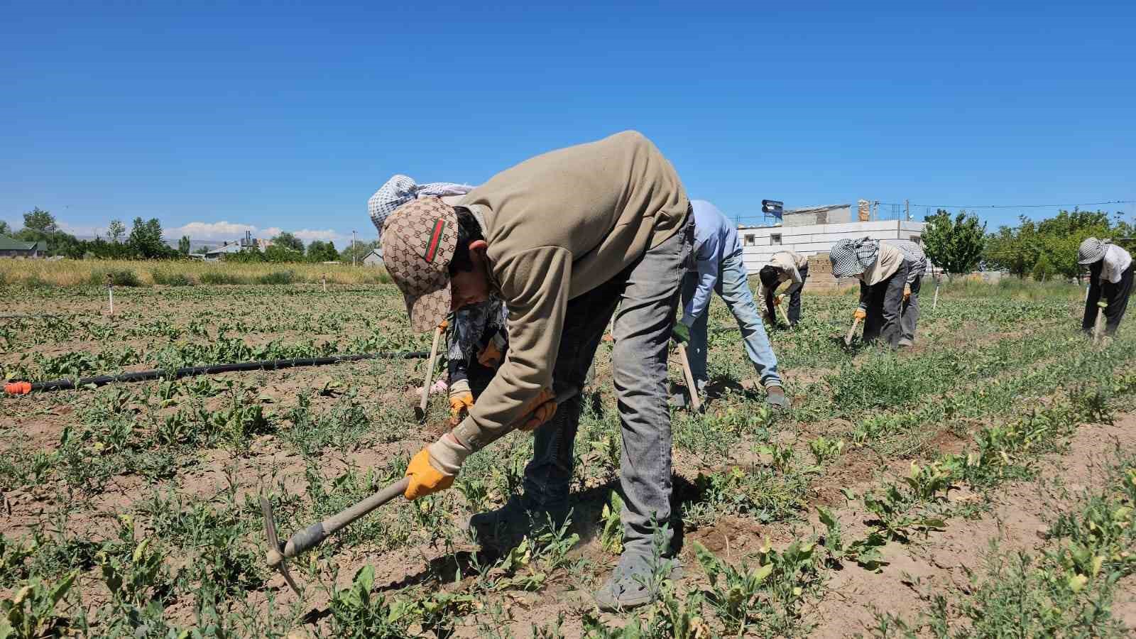 Adilcevaz’da kavurucu sıcakta ekmek parası mücadelesi 7 adilcevazda kavurucu sicakta ekmek parasi mucadelesi 3 5enKJpTT