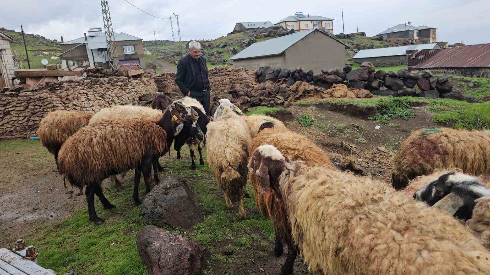 adilcevazda kurt saldirisi 3 koyun telef oldu 20 koyun yaralandi 3 HfGSyKmF