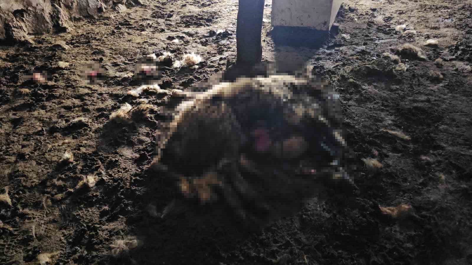 adilcevazda kurt saldirisi 3 koyun telef oldu 20 koyun yaralandi 4 jI33HCO3