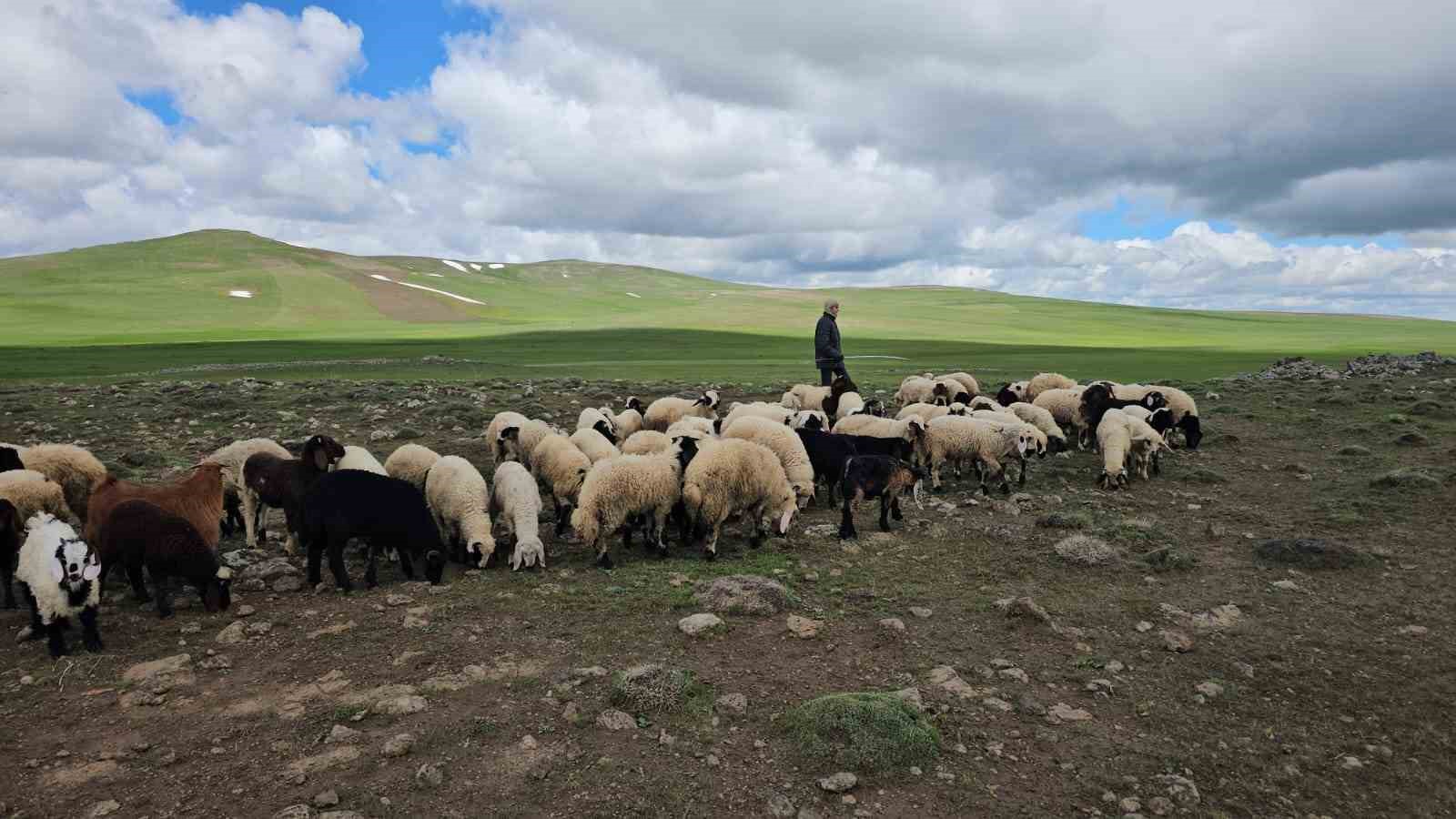 Adilcevaz’da sürüler yaylaya çıktı 5 adilcevazda suruler yaylaya cikti 1 81SqBRN5