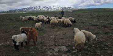 adilcevazda-suruler-yaylaya-cikti-1MEZTihA.jpg