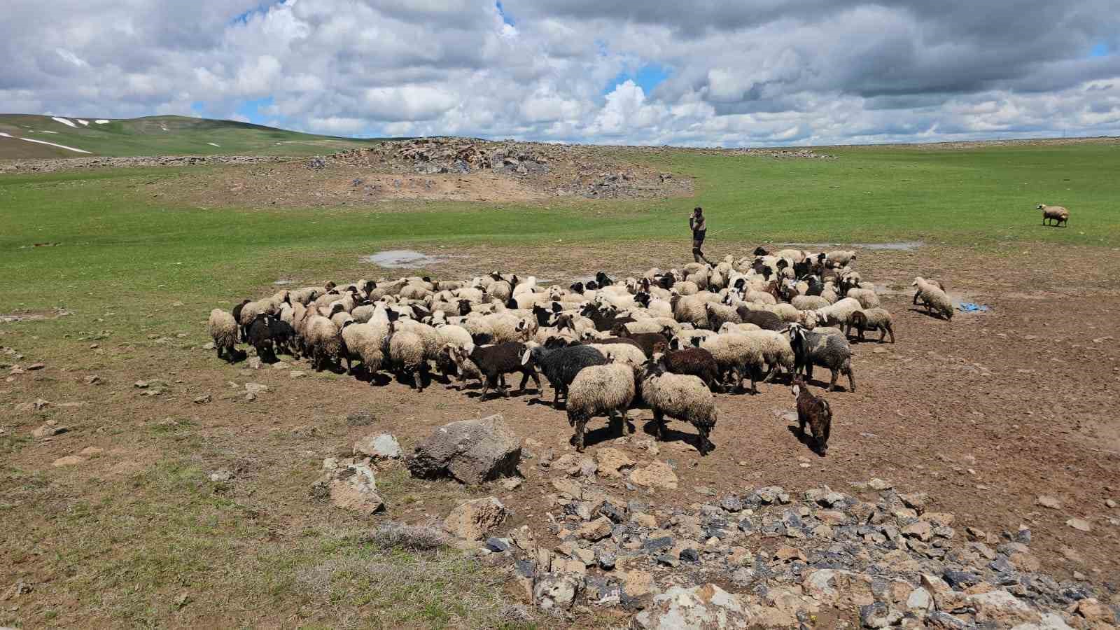 Adilcevaz’da sürüler yaylaya çıktı 8 adilcevazda suruler yaylaya cikti 4 ACGQ6w6v