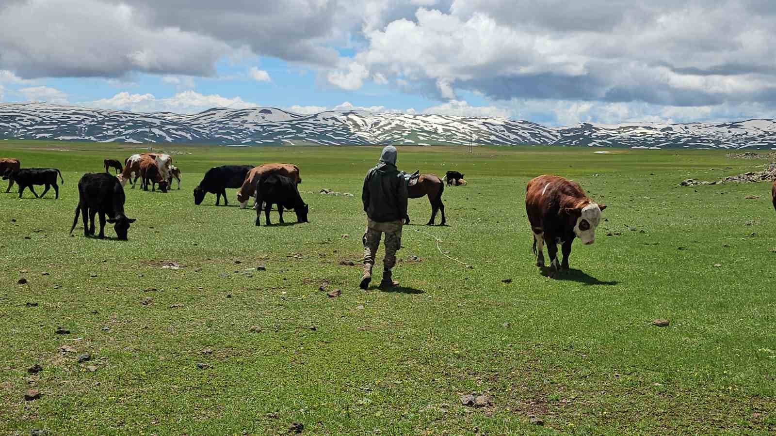 Adilcevaz’da sürüler yaylaya çıktı 9 adilcevazda suruler yaylaya cikti 5 mMc77JZC