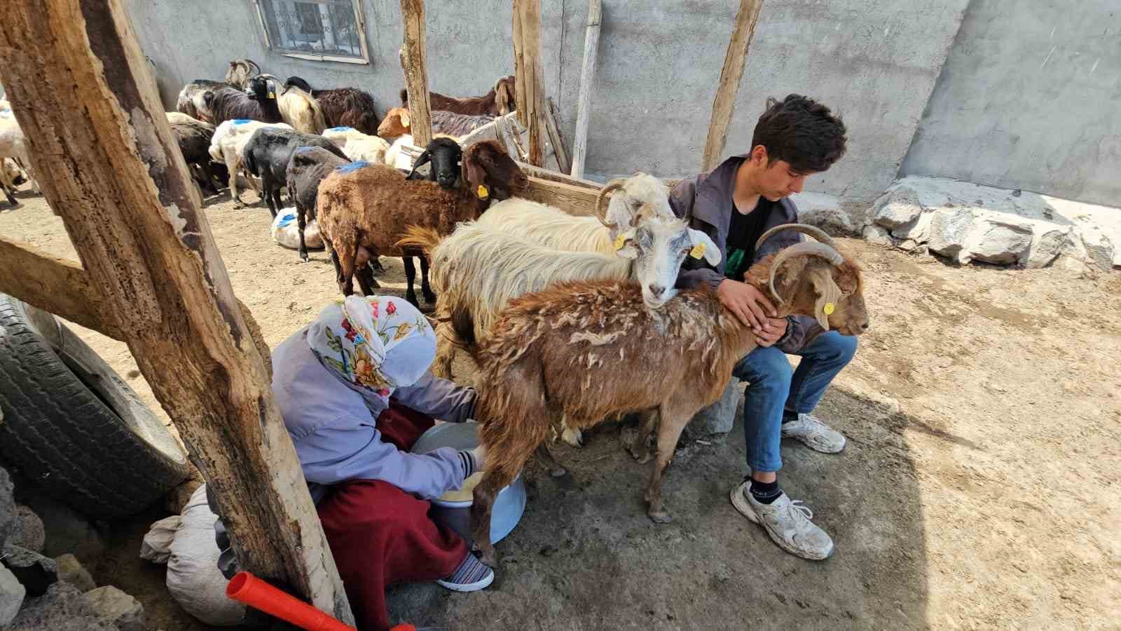 adilcevazda yaylacilarin yaz mesaisi devam ediyor 0 lO67R9az