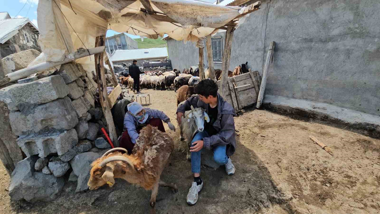 adilcevazda yaylacilarin yaz mesaisi devam ediyor 2 821MrEv5
