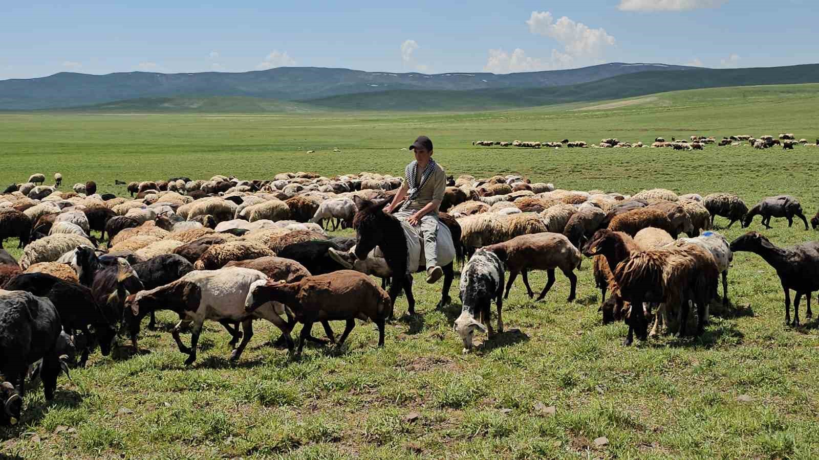 adilcevazda yaylacilarin yaz mesaisi devam ediyor 5 lrhwUVYU