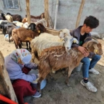adilcevazda-yaylacilarin-yaz-mesaisi-devam-ediyor-g5NjBIjG.jpg