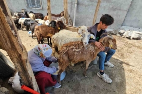adilcevazda-yaylacilarin-yaz-mesaisi-devam-ediyor-g5NjBIjG.jpg
