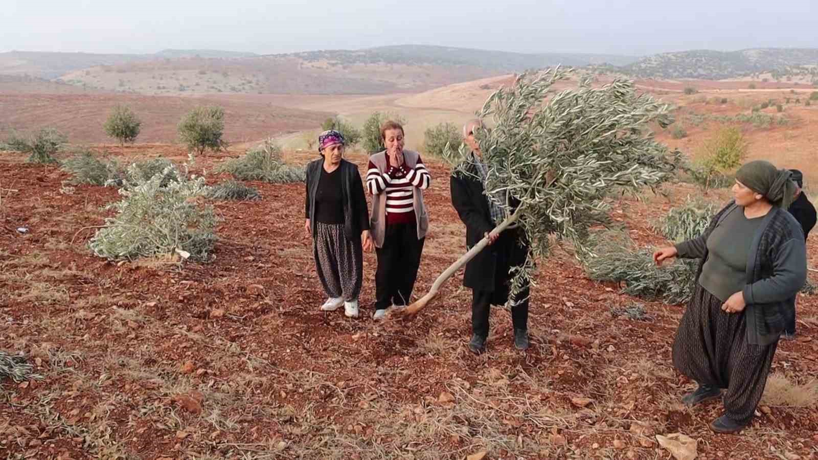 adiyamanda 10 bin agac kirilarak yok edildi 0 YUWFbd1t