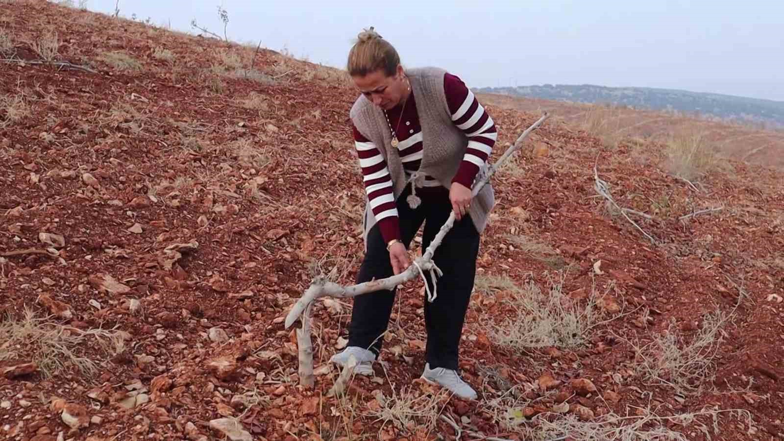 adiyamanda 10 bin agac kirilarak yok edildi 1 Ap1ETa7L