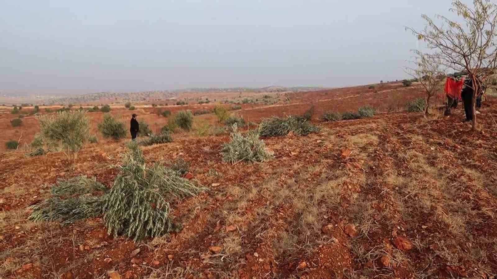 adiyamanda 10 bin agac kirilarak yok edildi 3 bI3zN5ap