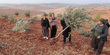 adiyamanda-10-bin-agac-kirilarak-yok-edildi-XTbQMqXt.jpg