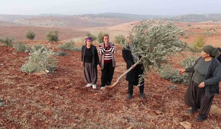 adiyamanda-10-bin-agac-kirilarak-yok-edildi-XTbQMqXt.jpg