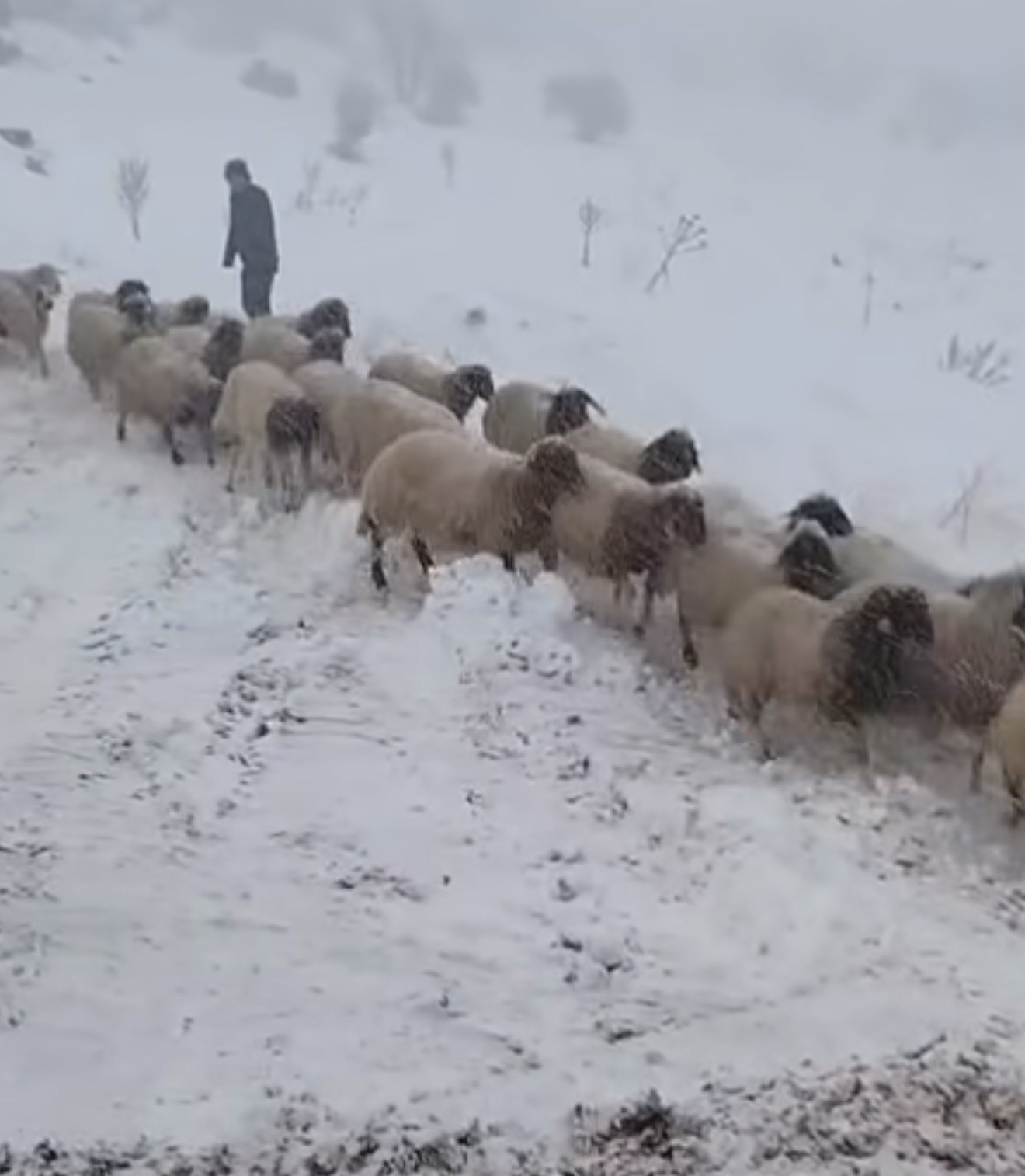 Adıyaman’da dağda mahsur kalan iki çoban ve 800 küçükbaş hayvan kurtarıldı 5 adiyamanda dagda mahsur kalan iki coban ve 800 kucukbas hayvan kurtarildi 1 K9XeDjhl