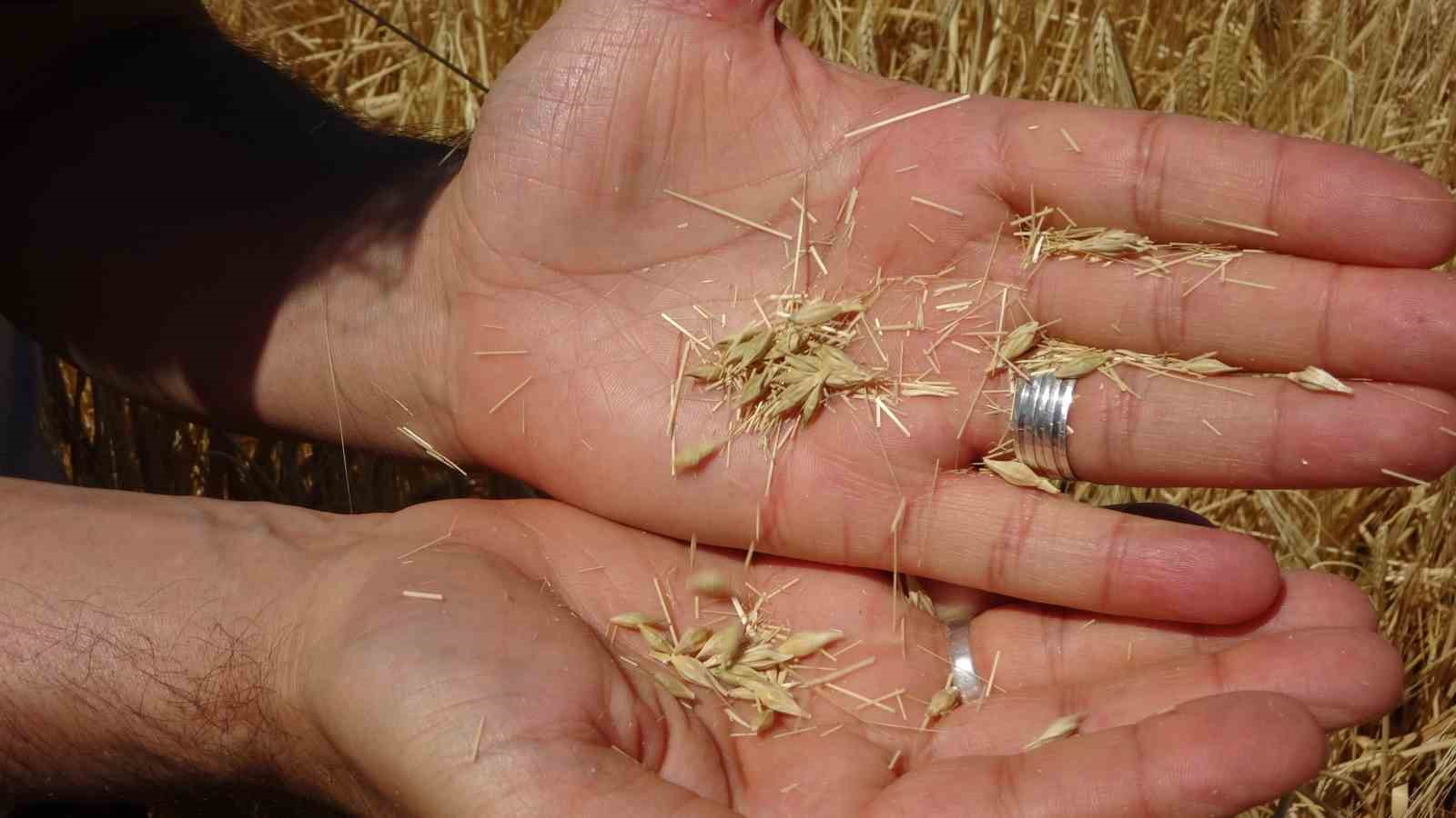 Adıyaman’da hububat hasadı başladı 7 adiyamanda hububat hasadi basladi 3 hsF1PIPd