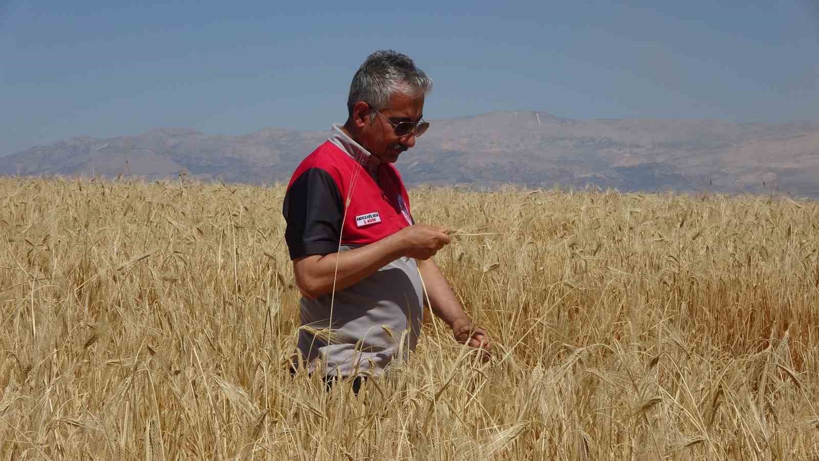 Adıyaman’da hububat hasadı başladı 8 adiyamanda hububat hasadi basladi 4 AZiHVdlW