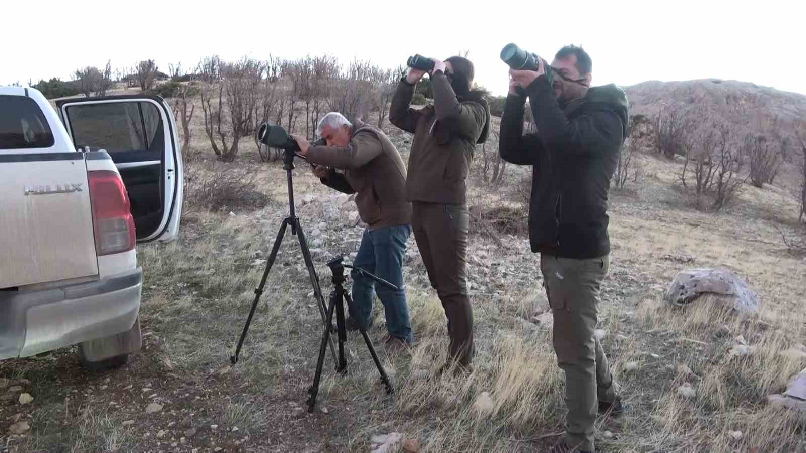 adiyamanda yaban kecileri tek tek sayiliyor 0 nNsKFP9g