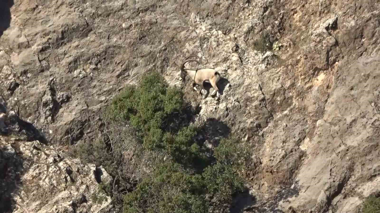 adiyamanda yaban kecileri tek tek sayiliyor 2 OGBLW9bR