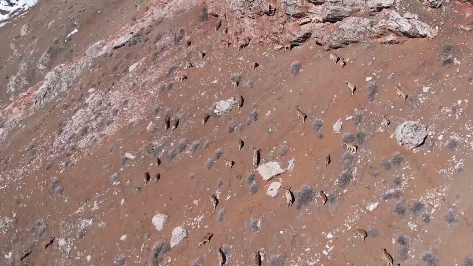 adiyamanda yaban kecileri tek tek sayiliyor 3 ZnaEh7d8