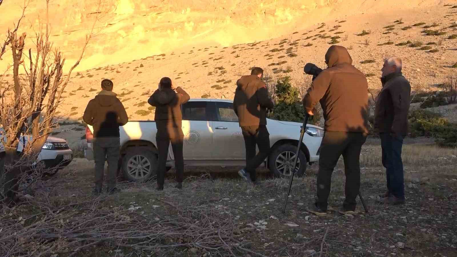 adiyamanda yaban kecileri tek tek sayiliyor 5 nfdKYF9r