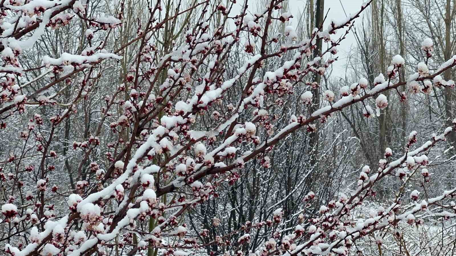 afyonkarahisar ve kutahyada badem ve kayisi cicekleri karla kaplandi 1 jzWd6uc3