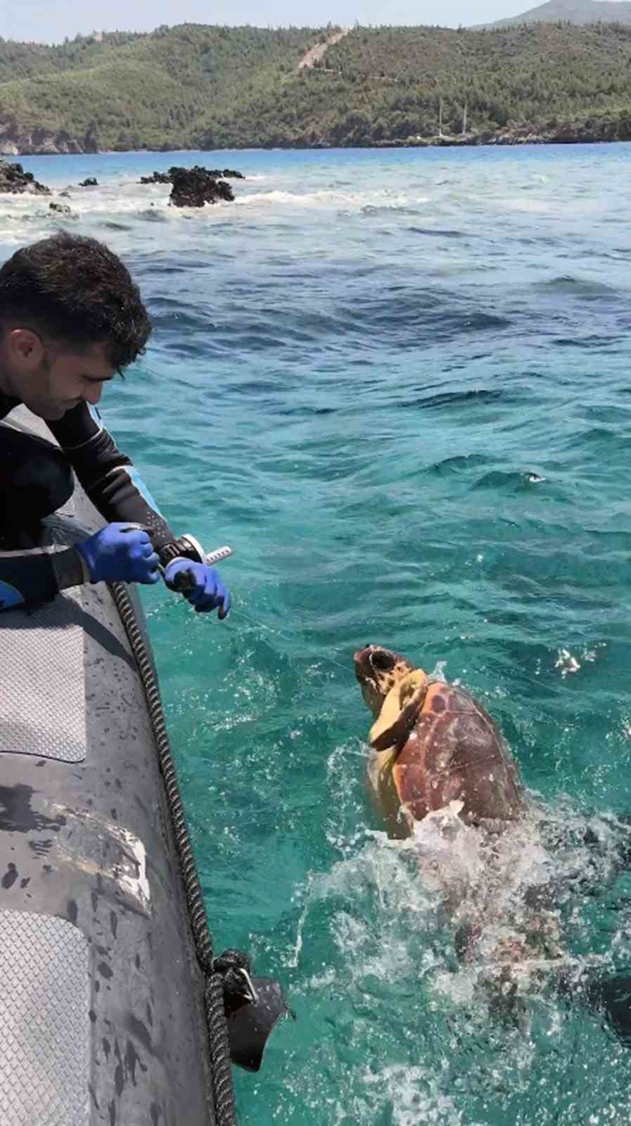 aga takilan deniz kaplumbagasini dernek gorevlileri kurtardi 0 EyTmepMr