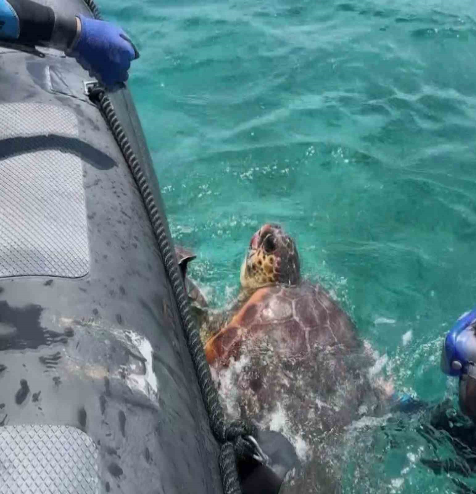 aga takilan deniz kaplumbagasini dernek gorevlileri kurtardi 2 SdtpEsVe