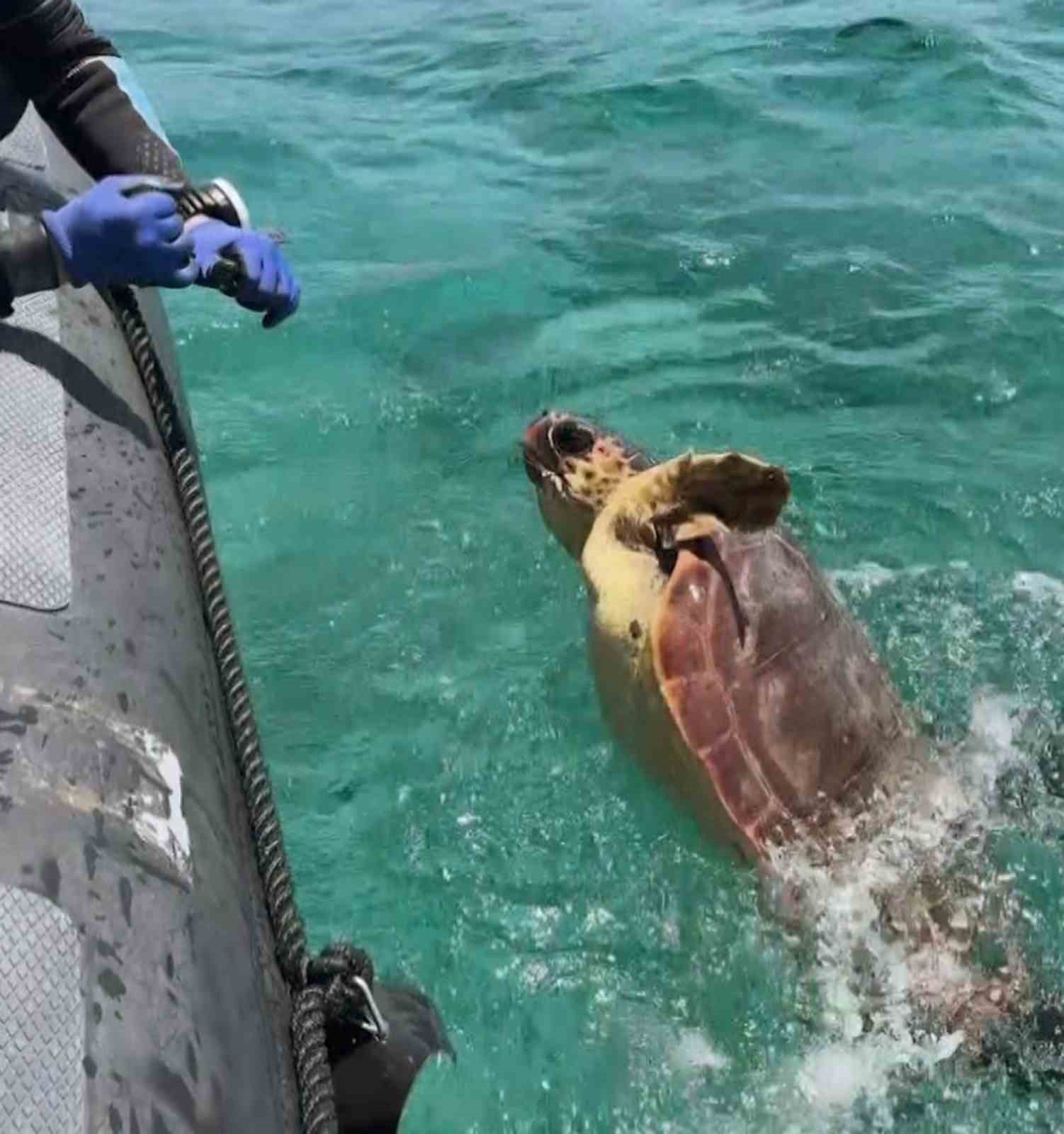 aga takilan deniz kaplumbagasini dernek gorevlileri kurtardi 3