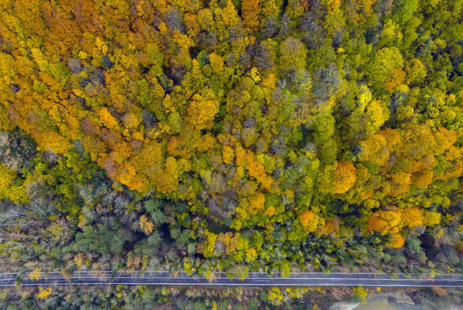 Ağaç tünel yol Safranbolu ve Amasra arasında köprü oluşturuyor 4 agac tunel yol safranbolu ve amasra arasinda kopru olusturuyor 0 9iEejnJM