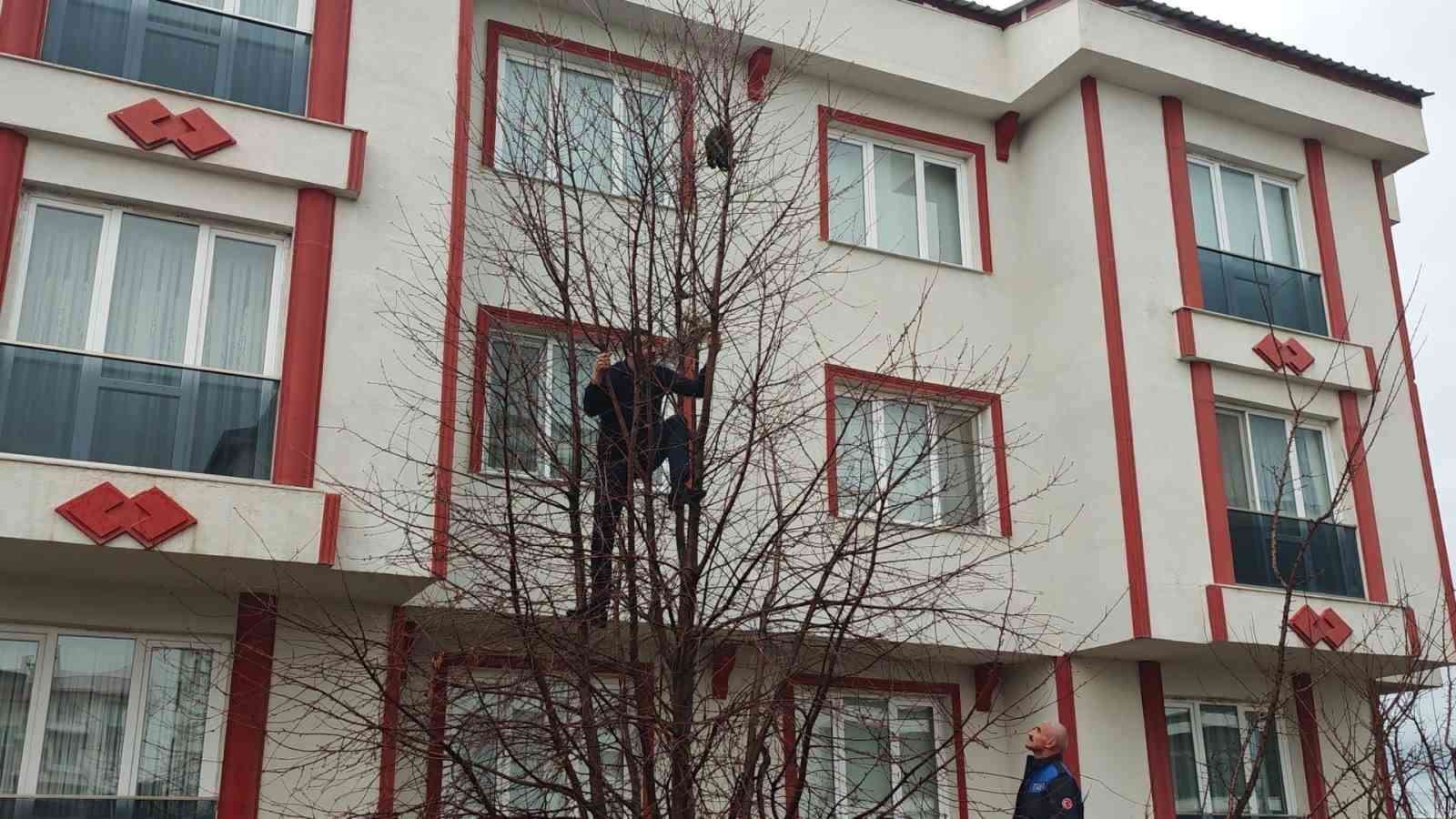 agacta mahsur kalan kediye zabitadan kurtarma operasyonu 1 836cnnMf