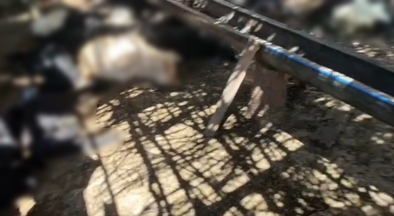 Ağıla giren başıboş köpekler 26 keçiyi telef etti 5 agila giren basibos kopekler 26 keciyi telef etti 1 DGyF2rDS