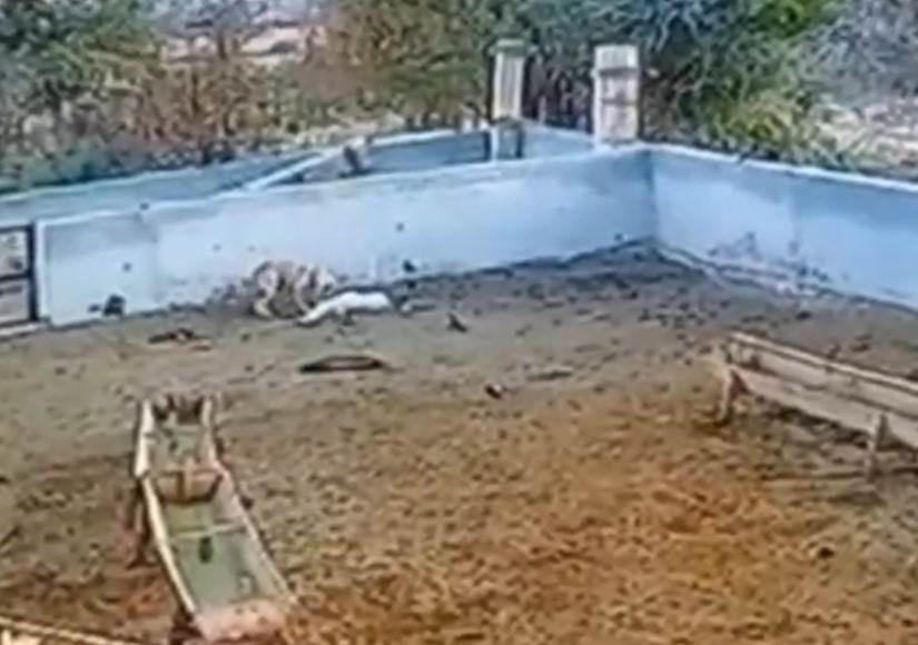 agila giren kurt 2 koyunu telef etti 1