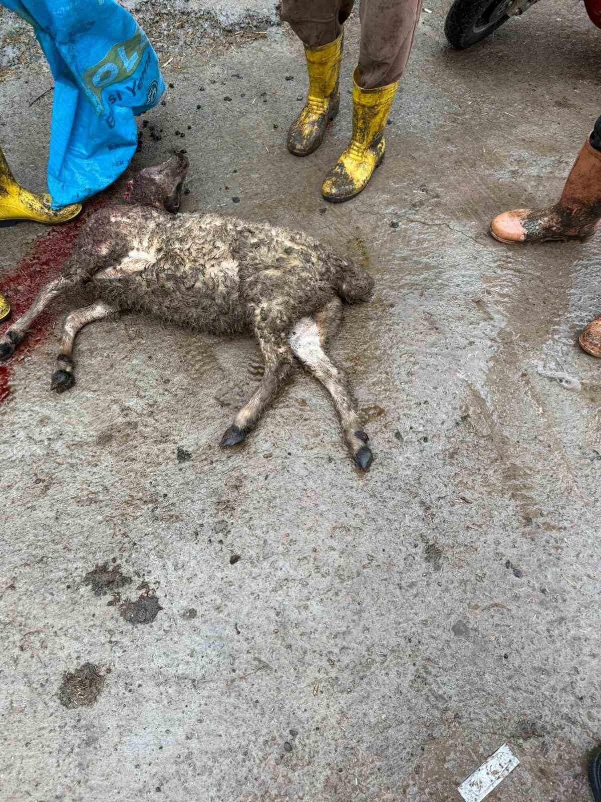 agila giren kurt 8 kucukbas hayvani telef etti 3 rM7NRCcU