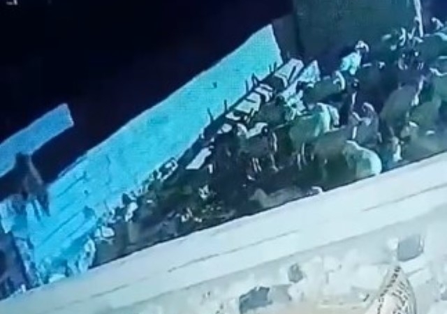agila-giren-kurt-koyunu-telef-etti-o-anlar-kamerada-Lc1EzPdu.jpg