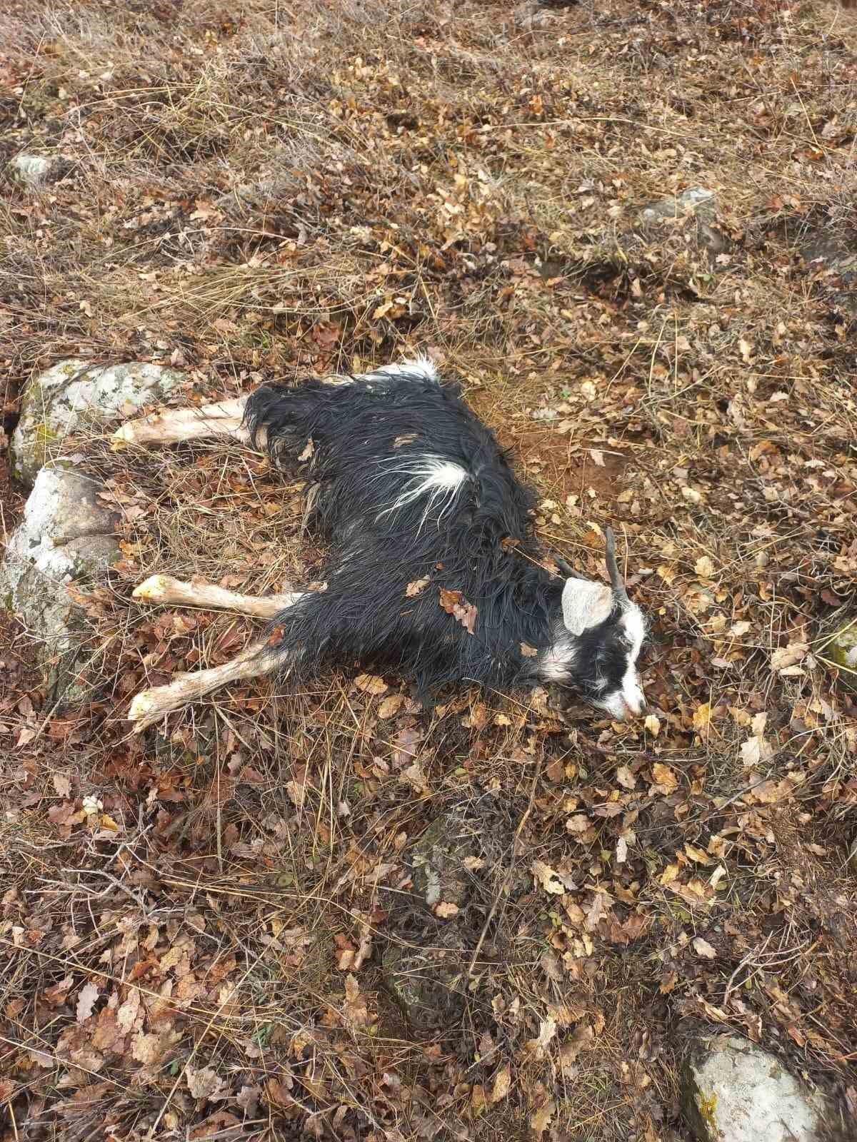 Ağıldan kaçan küçükbaş hayvanları kurtlar parçaladı 5 agildan kacan kucukbas hayvanlari kurtlar parcaladi 1 lHTBiEOR