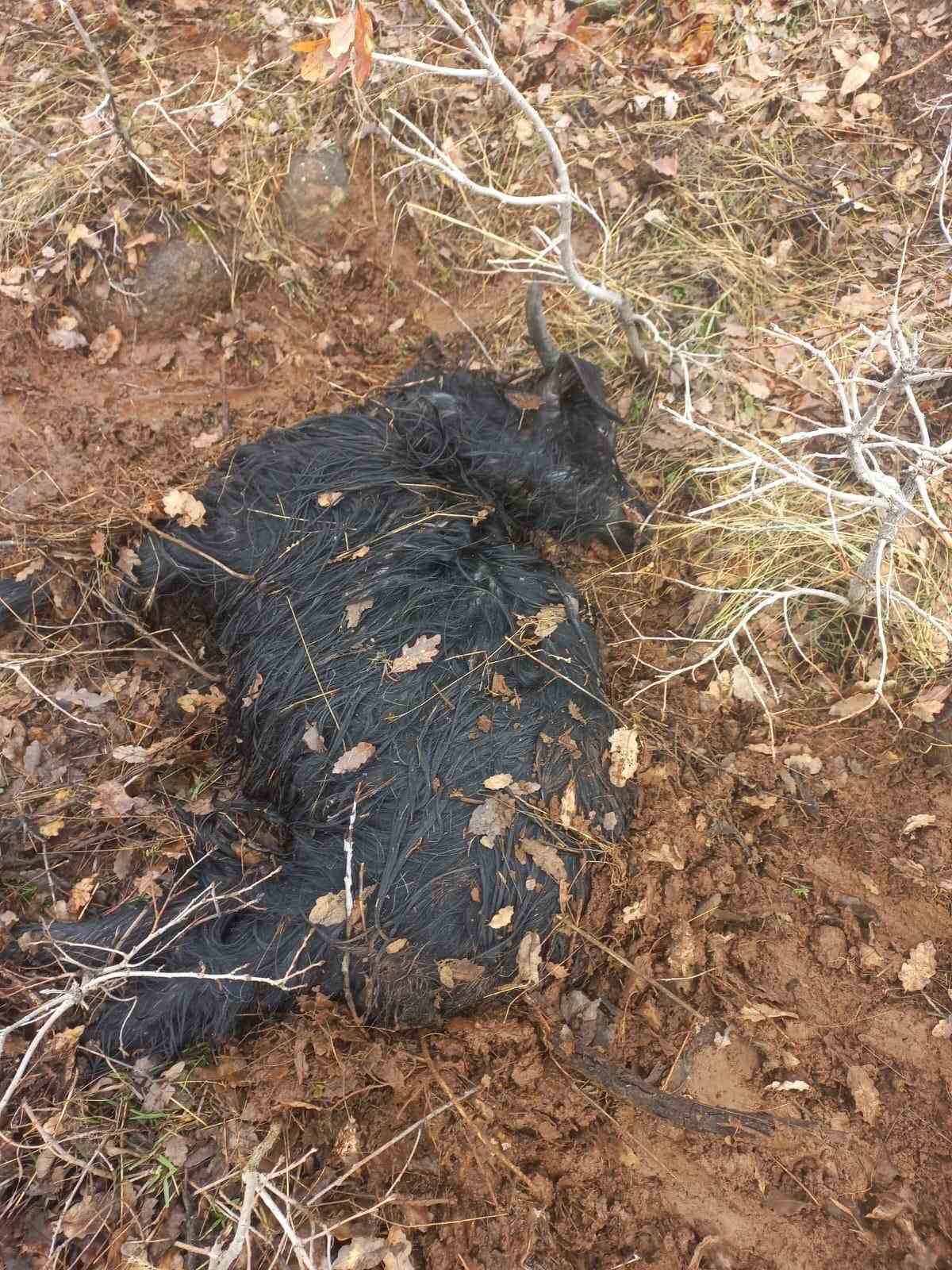 Ağıldan kaçan küçükbaş hayvanları kurtlar parçaladı 6 agildan kacan kucukbas hayvanlari kurtlar parcaladi 2 Qppj6IjS