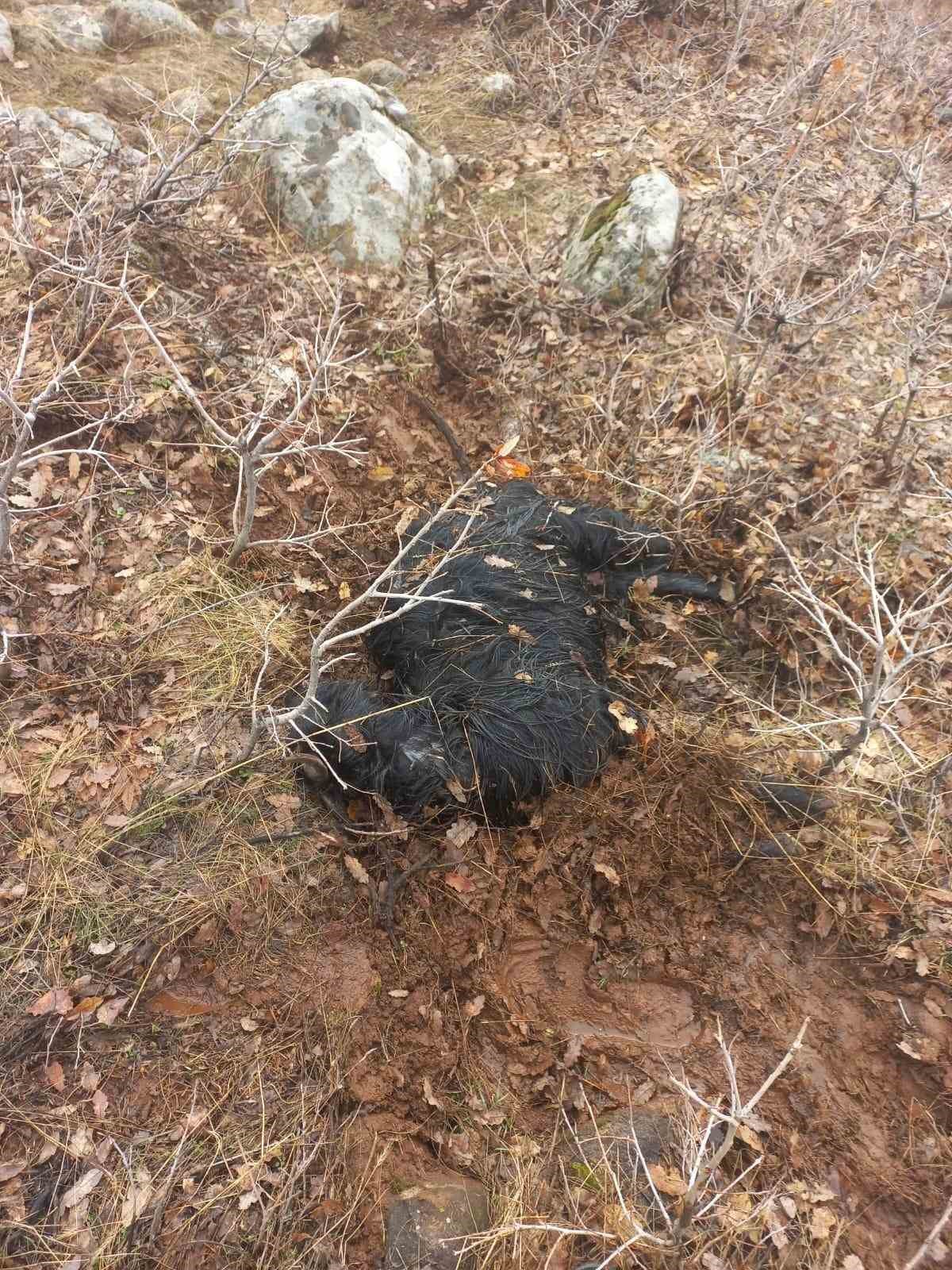 Ağıldan kaçan küçükbaş hayvanları kurtlar parçaladı 7 agildan kacan kucukbas hayvanlari kurtlar parcaladi 3 5JdlNZjI