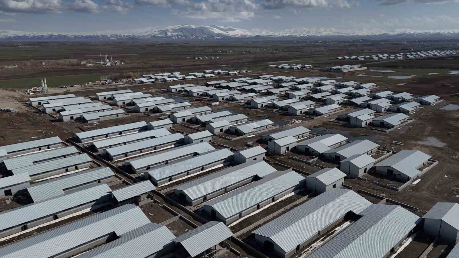 agrida 307 ahirlik hayvancilik ussu hayata geciyor 1 AECgDuBP