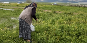 agrida-asirlik-gelenek-sifali-otlar-kis-sofralari-icin-hazirlaniyor-9isqXbHr.jpg
