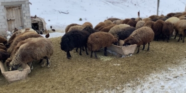 agrida-besicilerin-zorlu-kis-mesaisi-4LTL1wqL.jpg