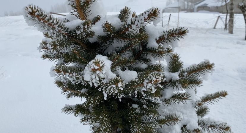 agrida dondurucu soguklar etkisini surduruyor 2