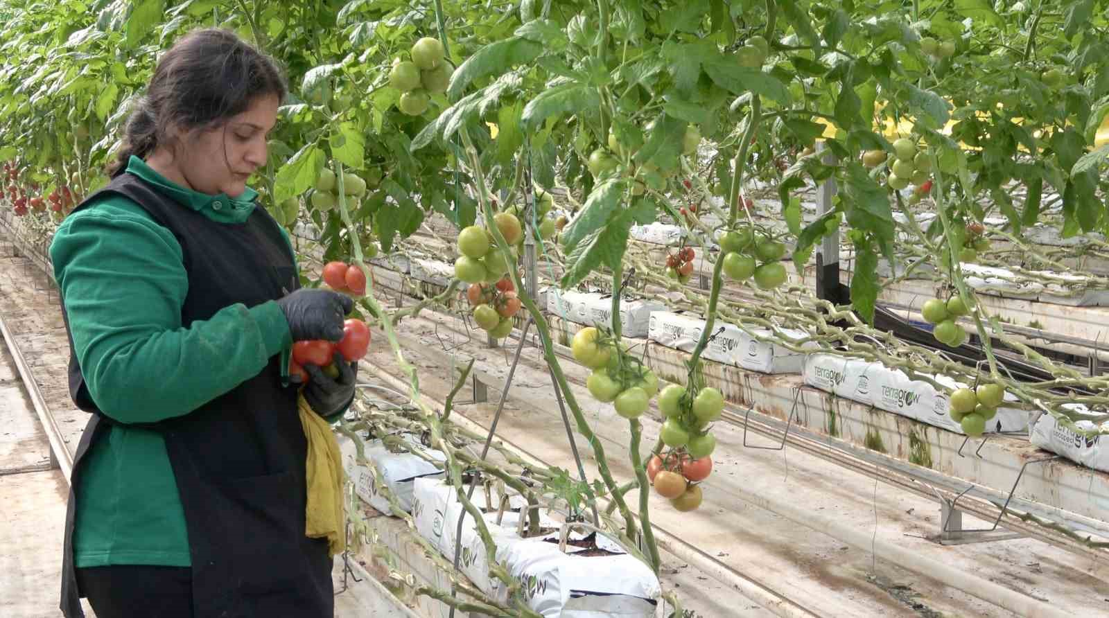 agrida jeotermal serada uretilen urunler avrupa pazarina aciliyor 2 y18IvFvS