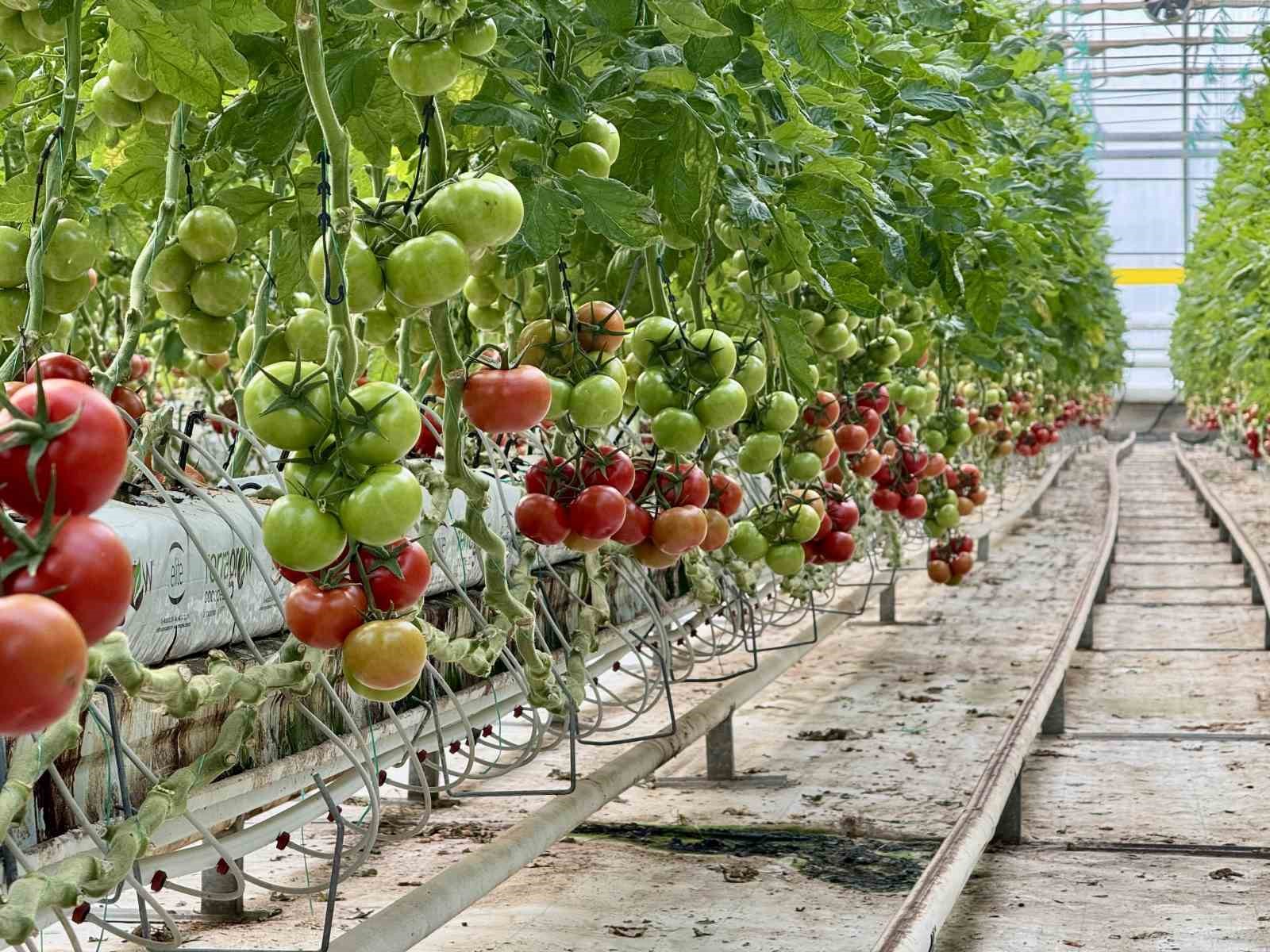 agrida jeotermal serada uretilen urunler avrupa pazarina aciliyor 4 l9pRij41