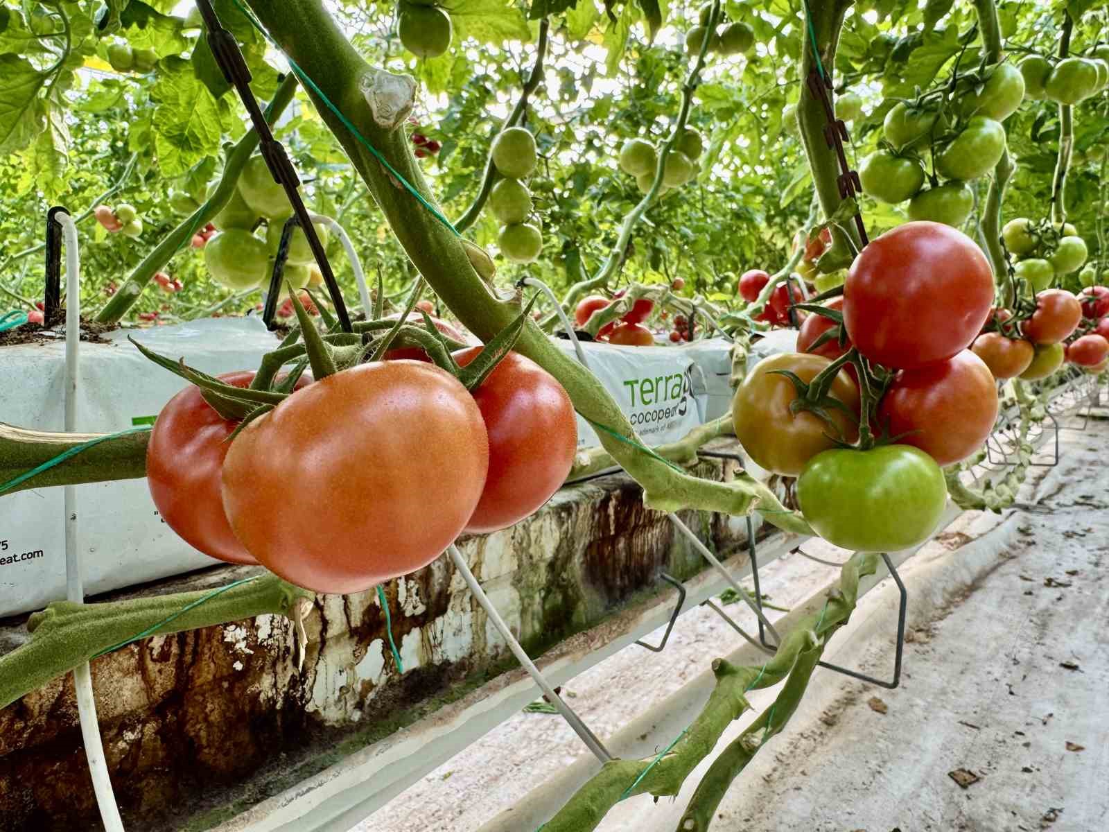 agrida jeotermal serada uretilen urunler avrupa pazarina aciliyor 5