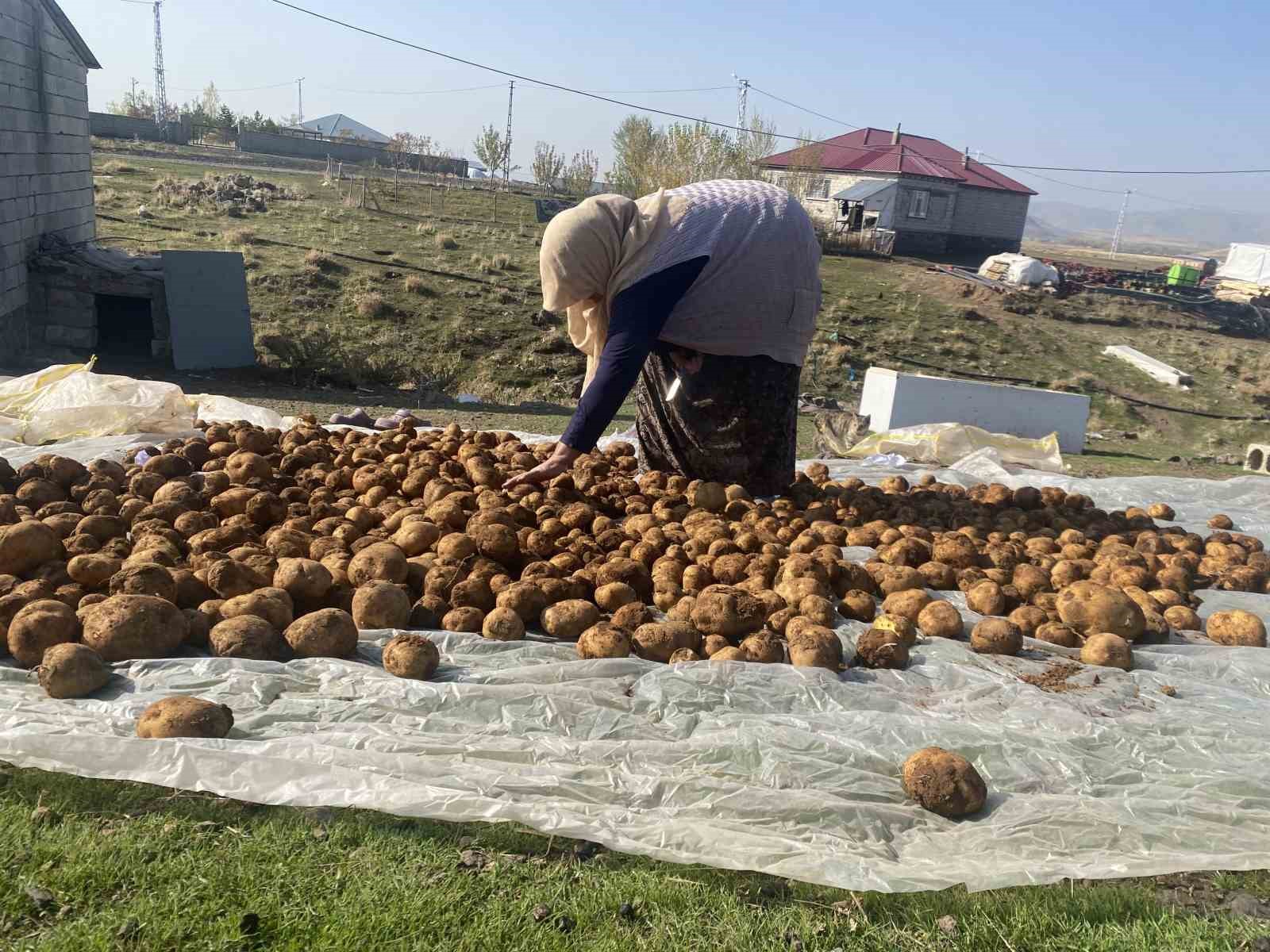 Ağrı’da kışlık patatesler geleneksel yöntemle toprağa gömülerek korunuyor 4 agrida kislik patatesler geleneksel yontemle topraga gomulerek korunuyor 0